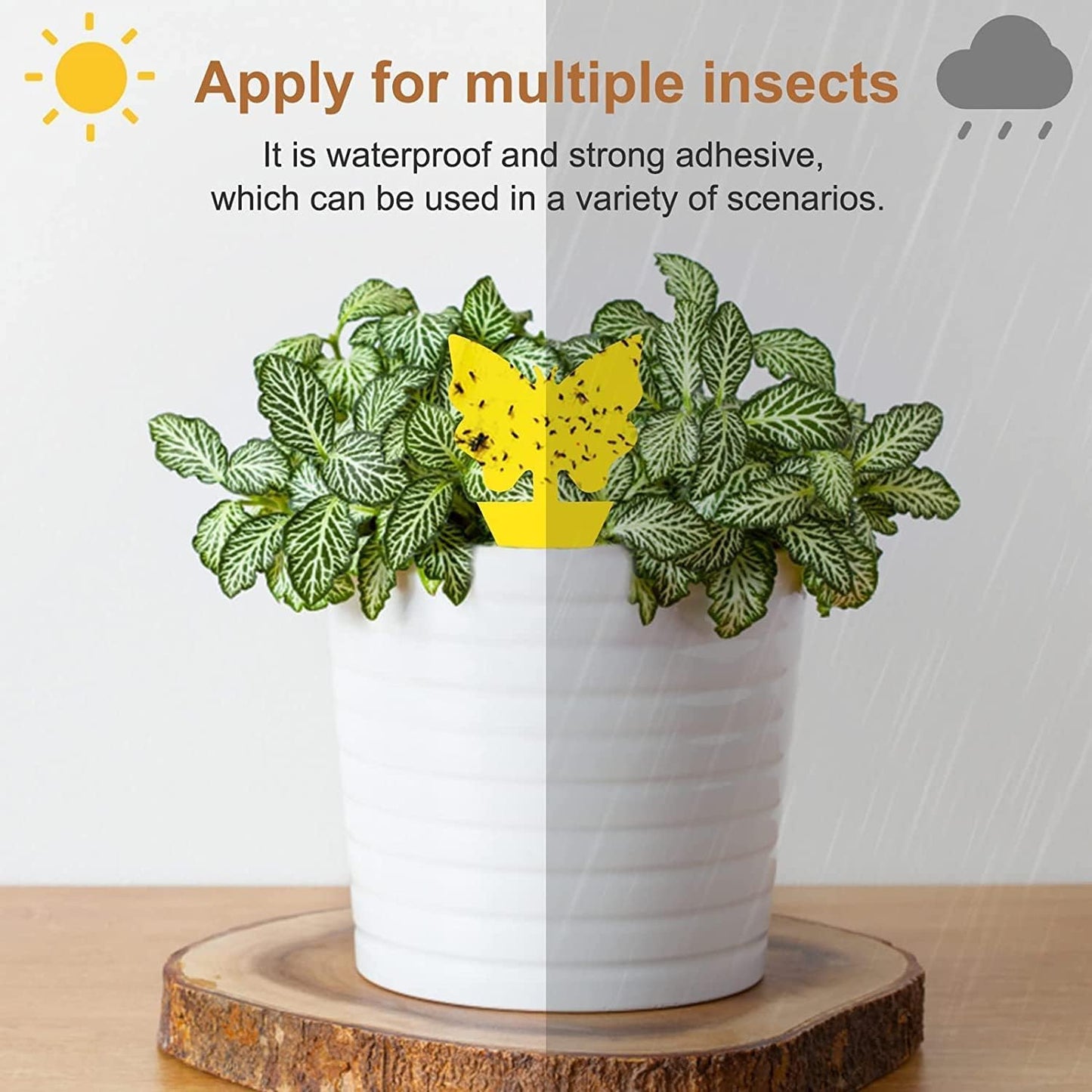 90 Pcs Fruit Fly Traps, Double-Sided Fungus Gnat Sticky Fly Catcher for Plant Fly Control Indoor Outdoor Multiple Insects Control - Non-Toxic, Waterproof