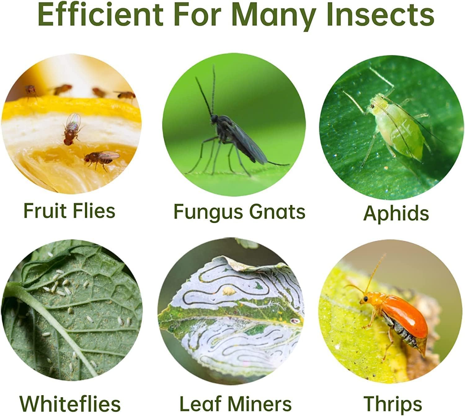 90 Pcs Fruit Fly Traps, Double-Sided Fungus Gnat Sticky Fly Catcher for Plant Fly Control Indoor Outdoor Multiple Insects Control - Non-Toxic, Waterproof